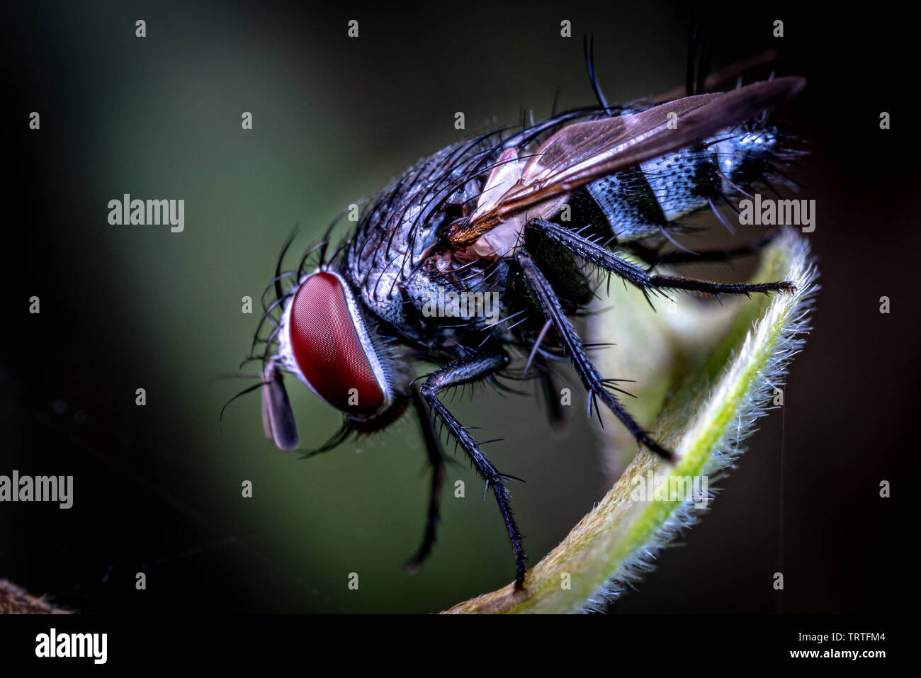A hairy fly from the family Tachinidae, sitting on a leaf in Queensland ...