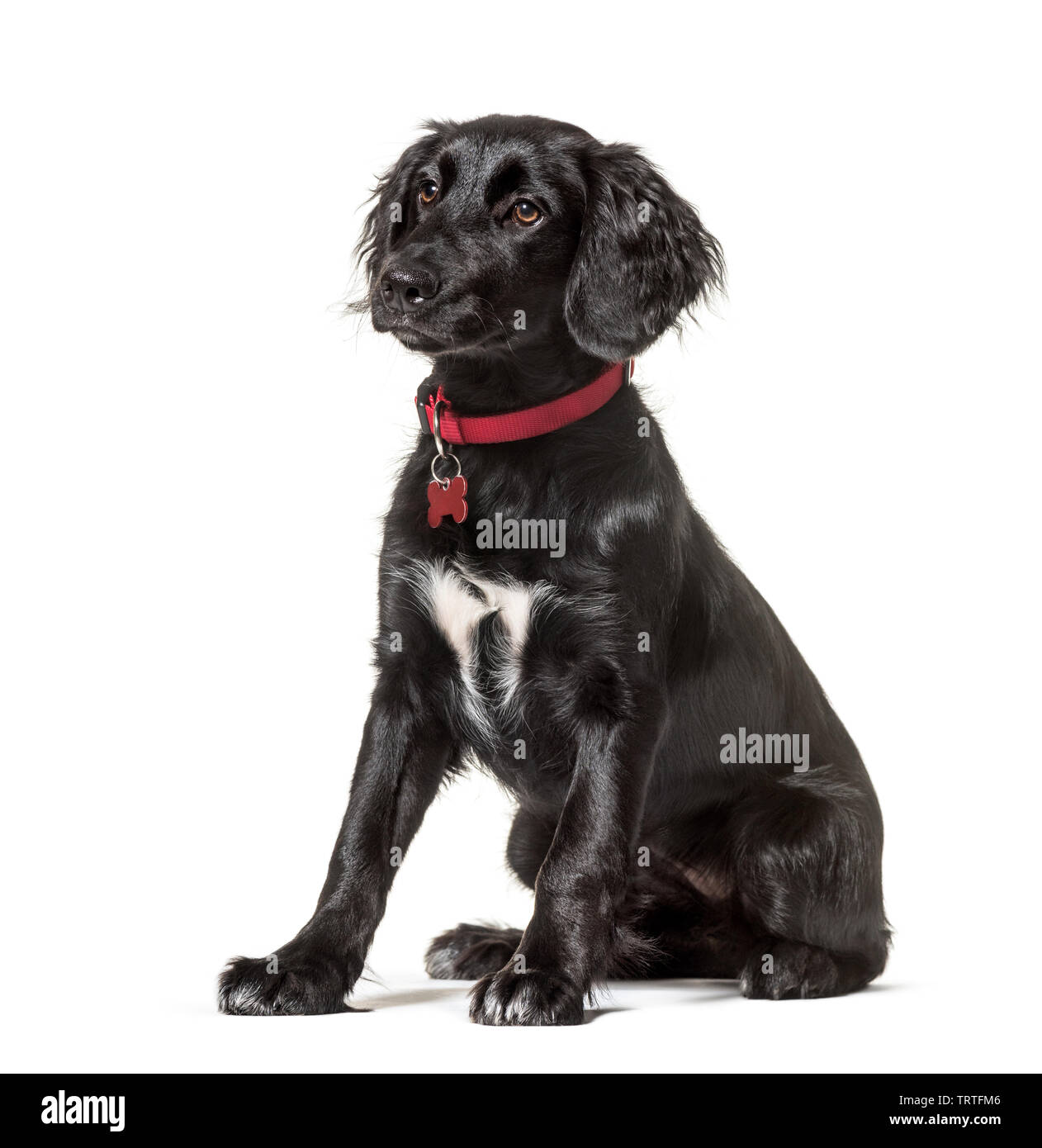Mixed-breed dog sitting against white background Stock Photo - Alamy