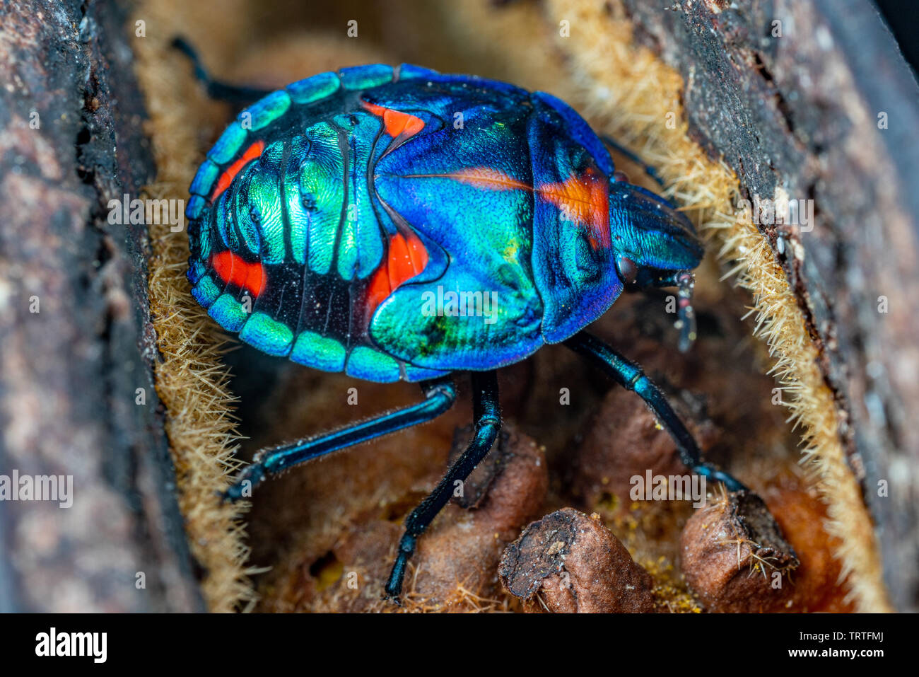 Tectocoris diophthalmus, the cotton harlequin bug, nymphs on Illawarra flame tree seed pods in