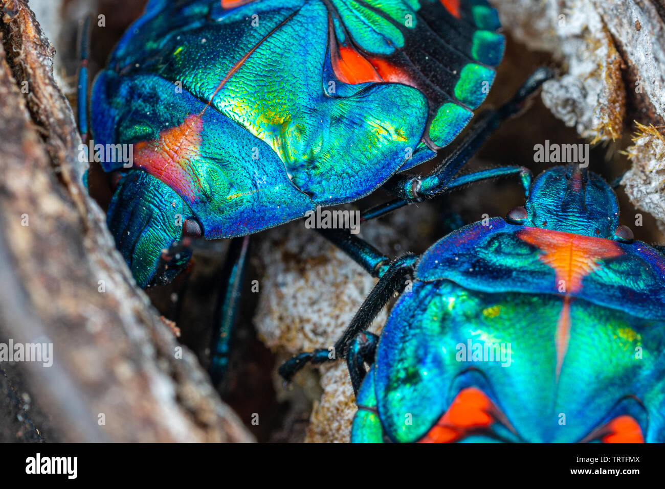 Tectocoris diophthalmus, the cotton harlequin bug, nymphs on Illawarra flame tree seed pods in