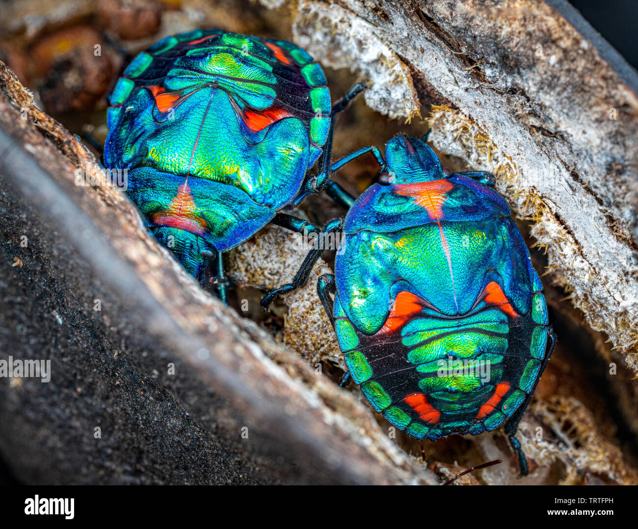 Tectocoris diophthalmus, the cotton harlequin bug, nymphs on Illawarra flame tree seed pods in