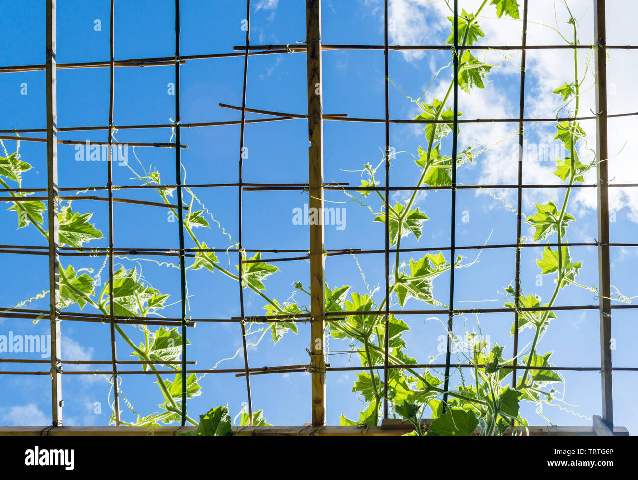 Gourd vine hires stock photography and images Alamy