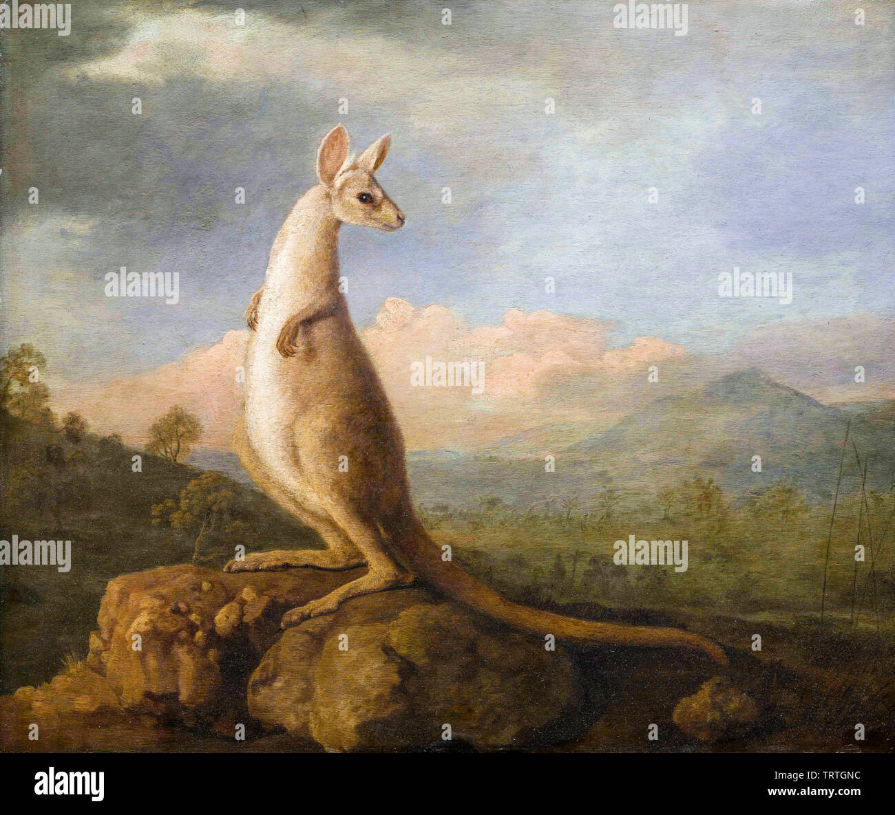 The kangaroo from hi-res stock photography and images - Alamy