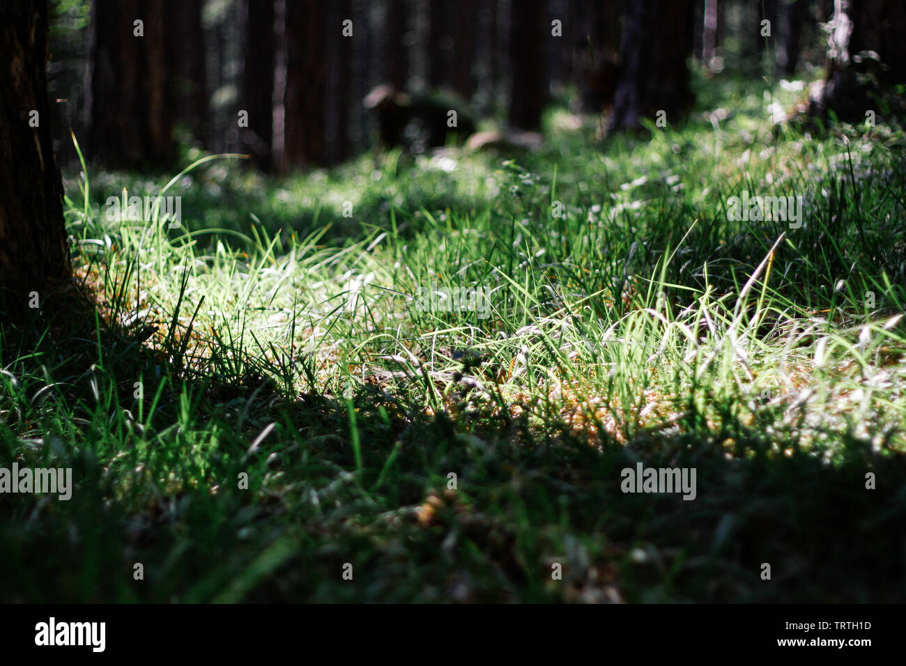 Beautiful tree roots on the stump. Grass grows at the foot of trees in the forest. The beam illuminates the grass in the forest. Stock Photo