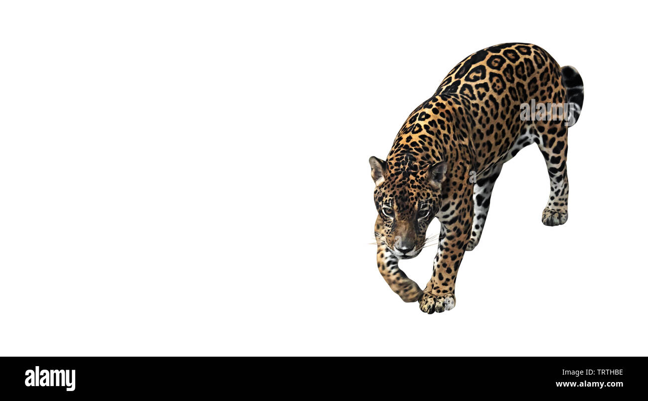 Jaguar Ready To Attack Isolated on White Background, Clipping Path Stock Photo