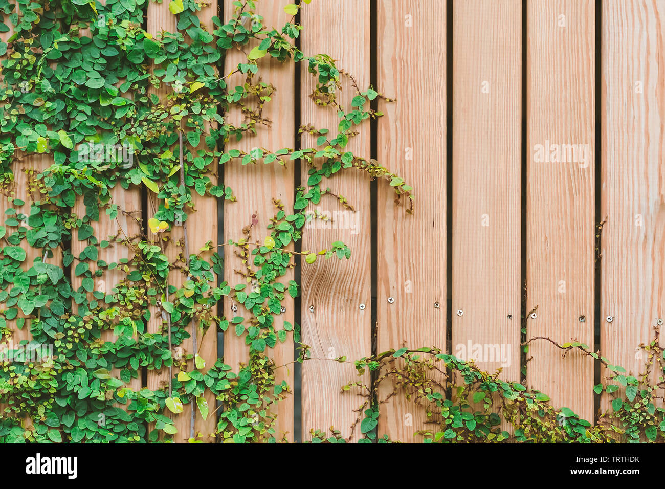 Beautiful Green ivy leaves climbing on wooden wall. wood planks covered ...