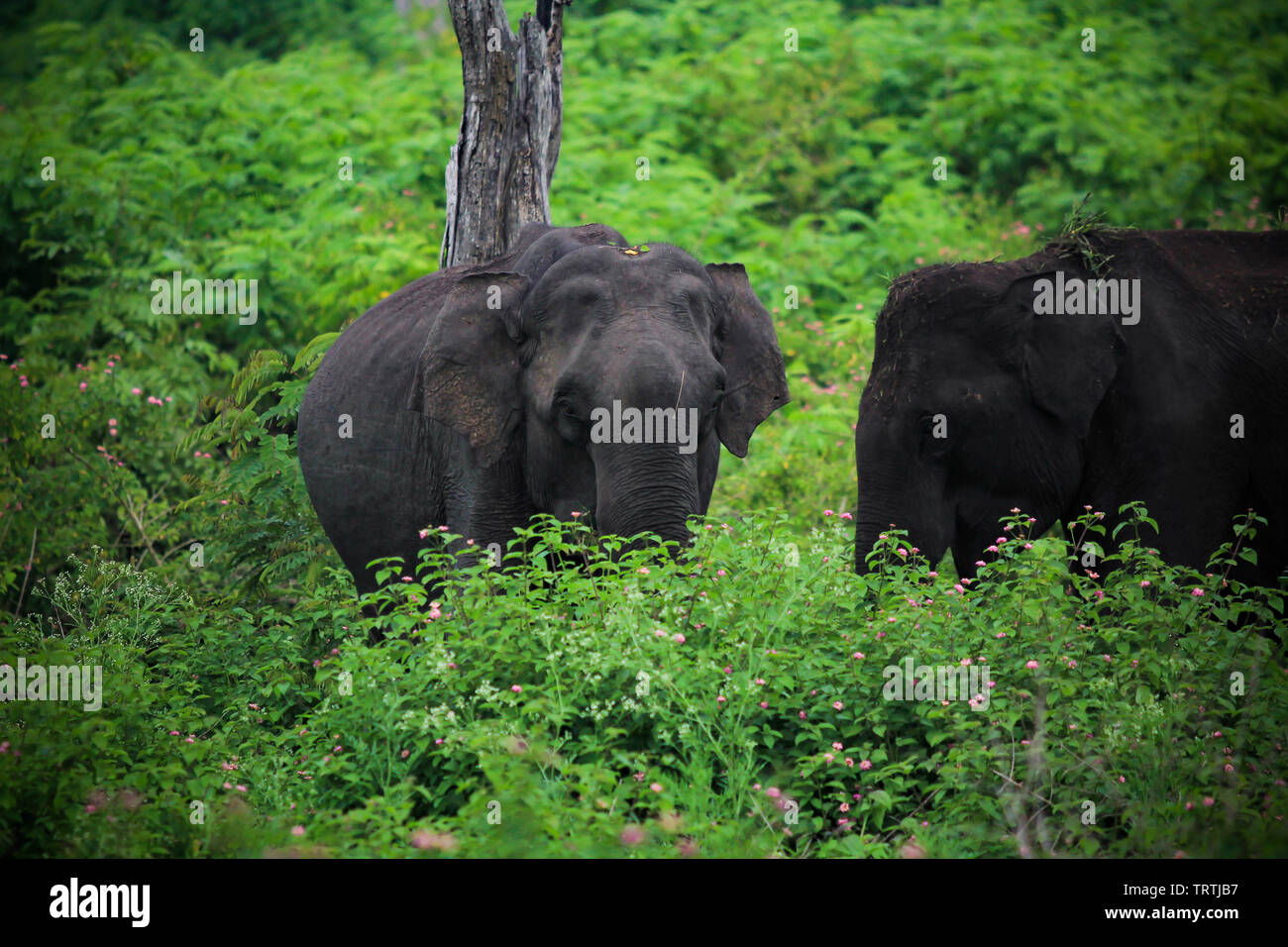 Wild life photography hi-res stock photography and images - Alamy