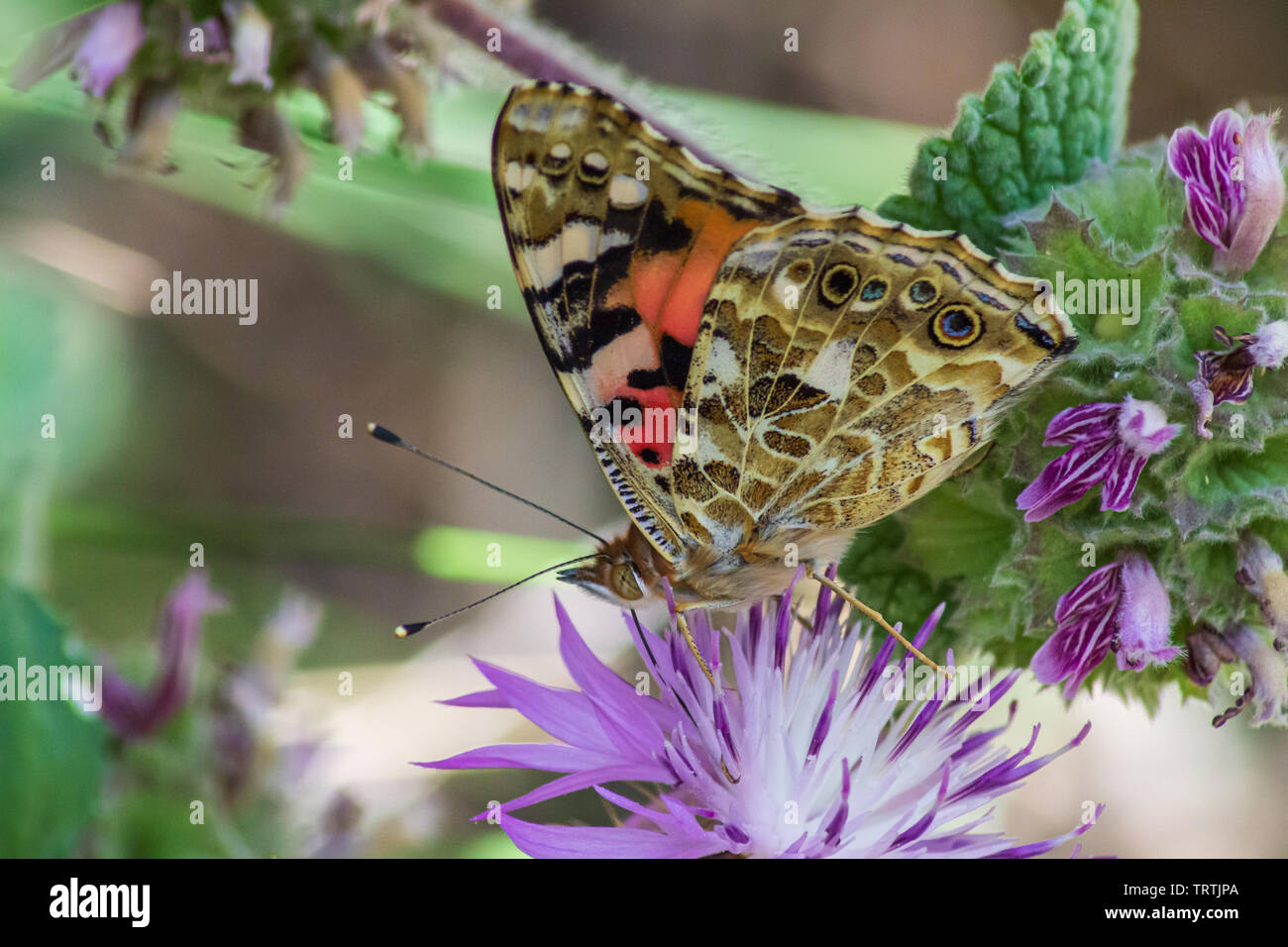 Painted lady Butterfly Vanessa cardui, on Knapweed Flower, Centaurea sp. Stock Photo