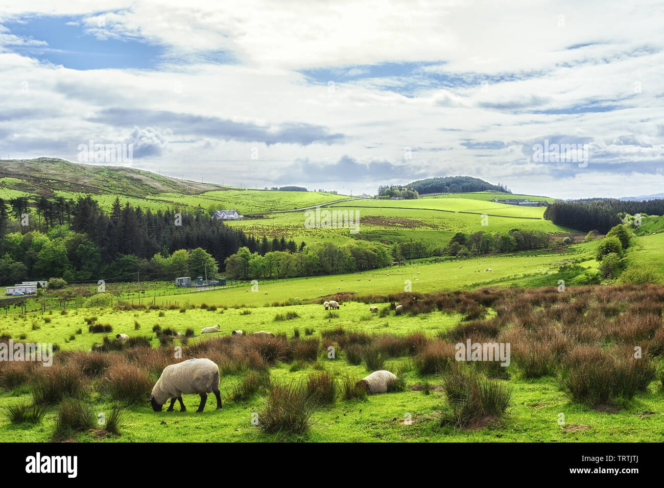 Sheep grazing in the fields in Kintyre in the Highlands of Scotland Stock Photo