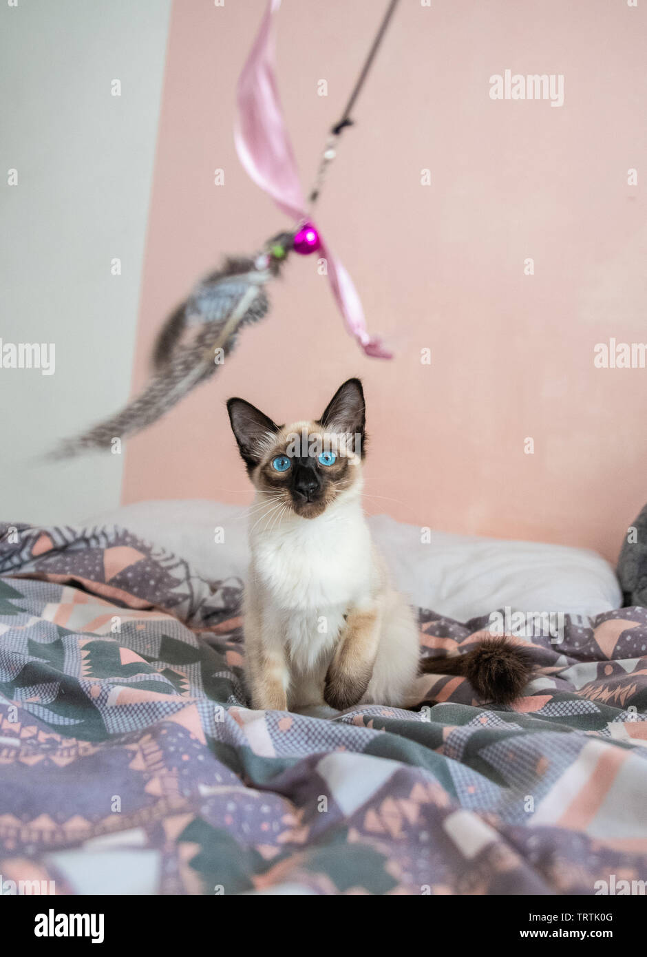 Cute Siamese Cat High Resolution Stock Photography and Images Alamy