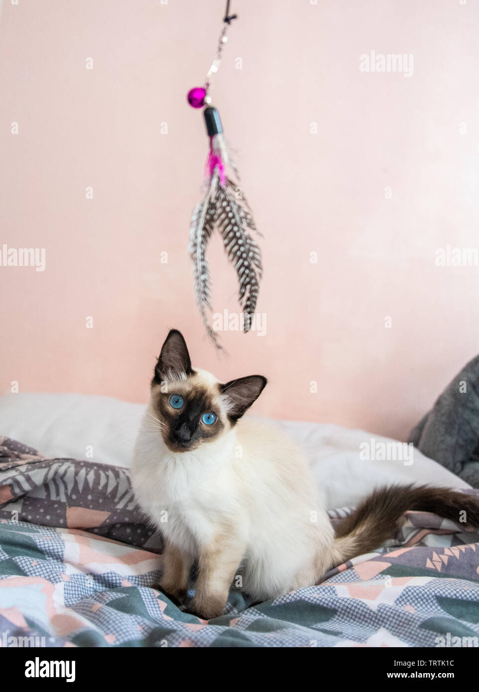 Playful blue eyed Siamese/Balinese cat looking to play Stock Photo