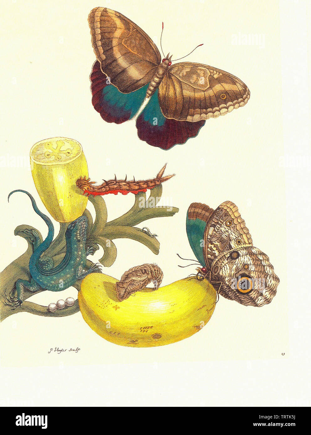 Maria Sibylla Merian - Plate 23 Mus Paradisiac Caligo Teucer Cnemidophorus Lemniscatus Stock Photo