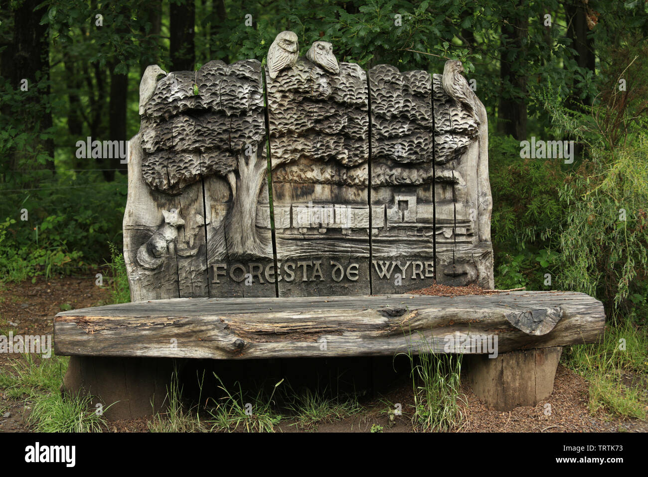 Carved wooden bench in the Wyre forest near Bewdley, England, UK Stock