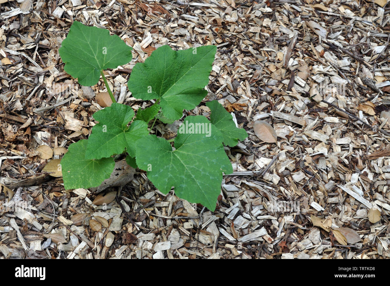 A Young Pumpkin Plant growing in brown hardwood mulch Stock Photo