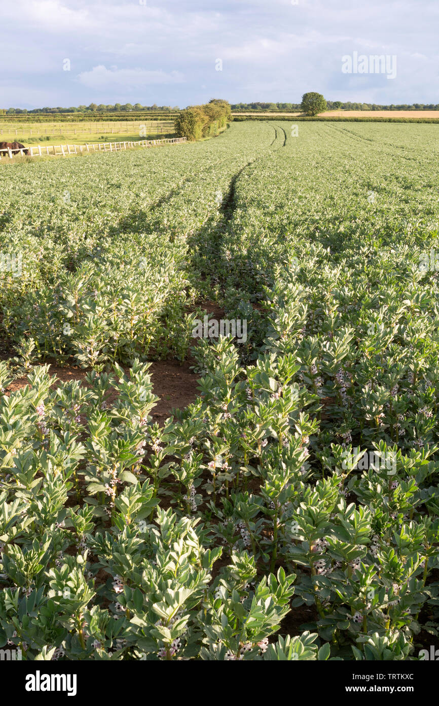 Broad beans growing in a farmer's field near Slingsby, North Yorkshire, England, UK Stock Photo