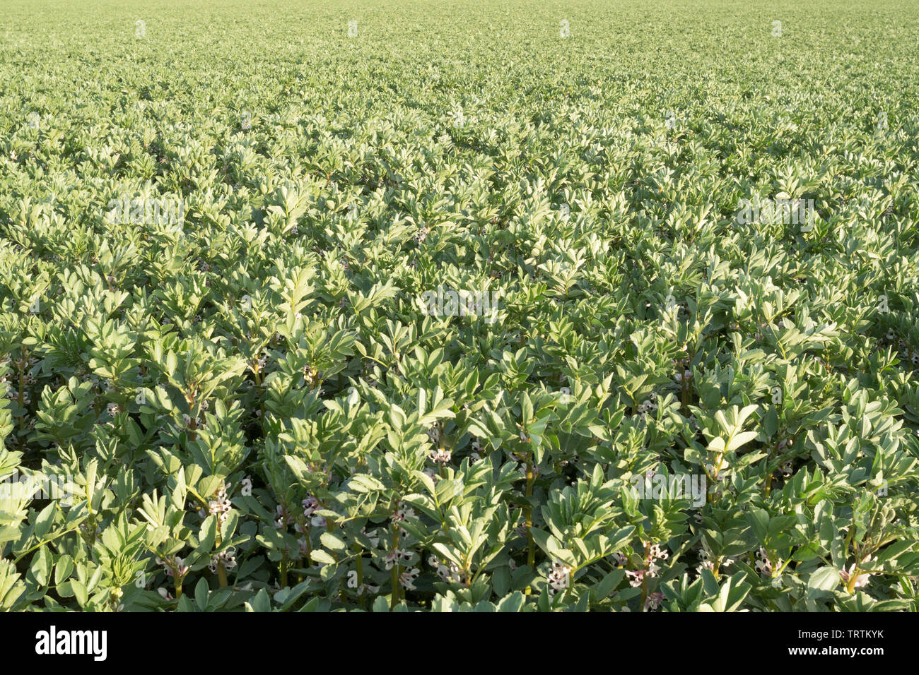Broad beans growing in a farmer's field near Slingsby, North Yorkshire, England, UK Stock Photo