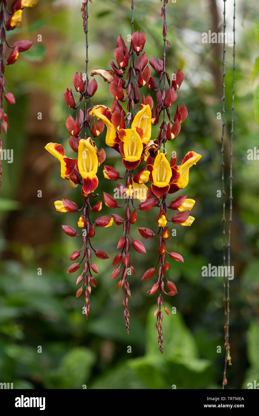 Indian Clock Vine: Thunbergia mysorensis Stock Photo - Alamy