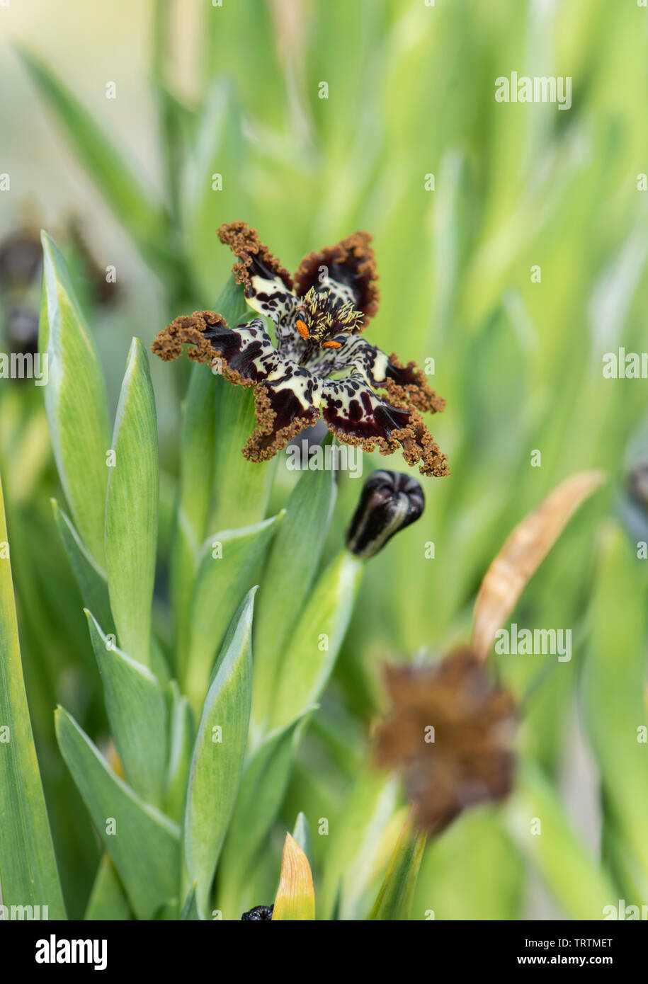 Starfish lily, Ferraria schaeferi Stock Photo