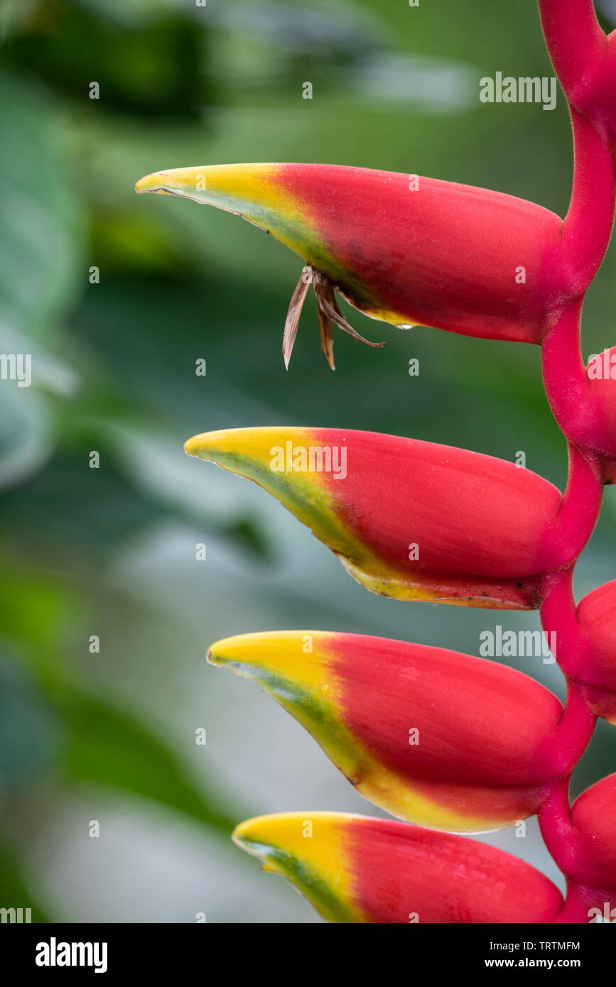 Lobster claw: Heliconia rostrata Stock Photo