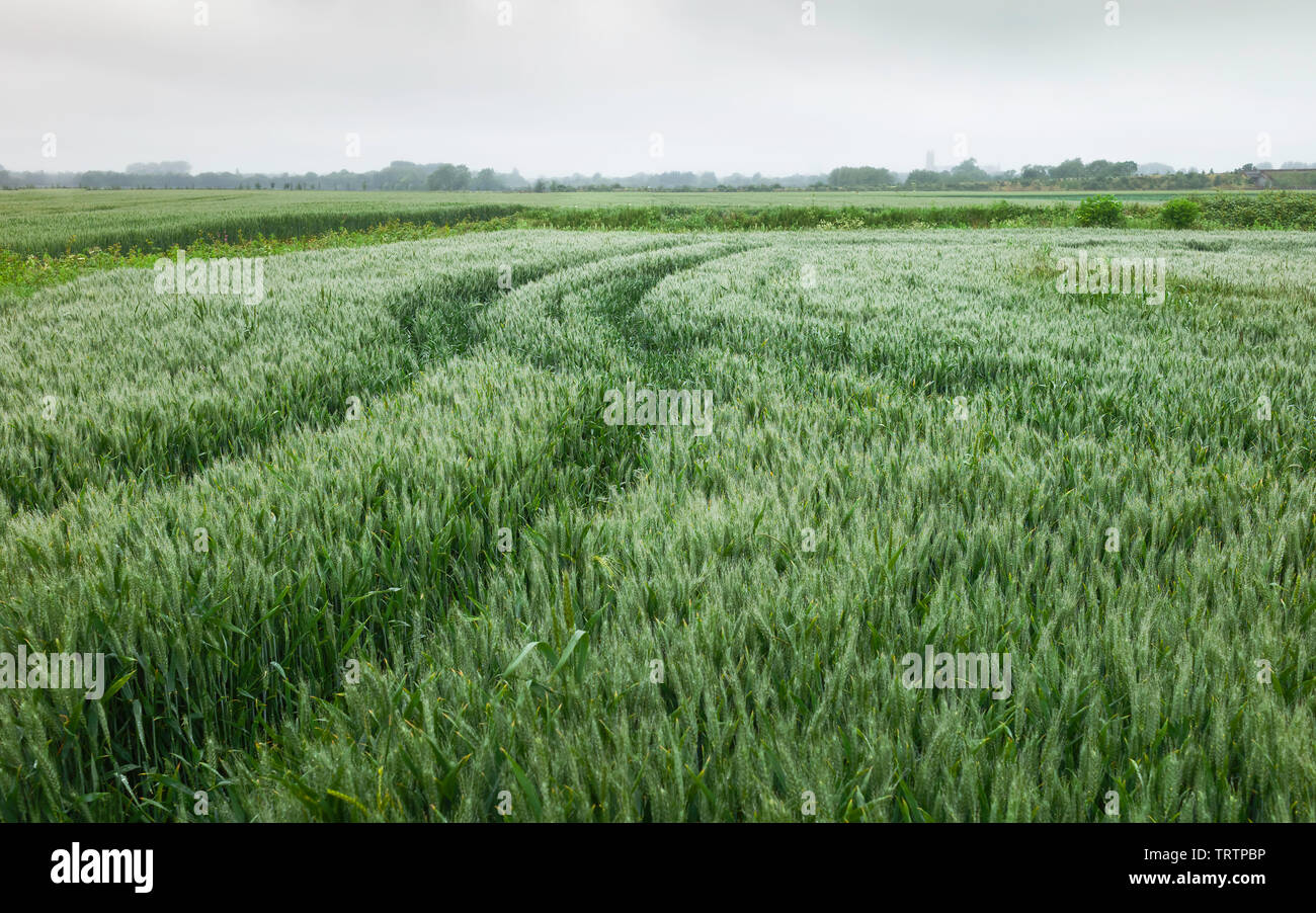 Rain over wheat field hi-res stock photography and images - Alamy