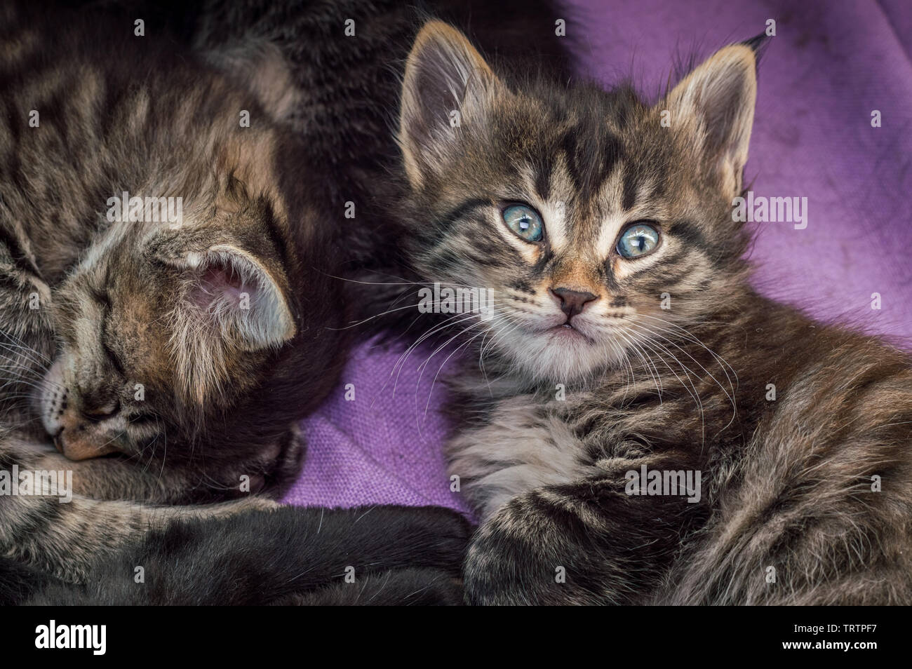 Group of little tabby cats resting together at home. Stock Photo