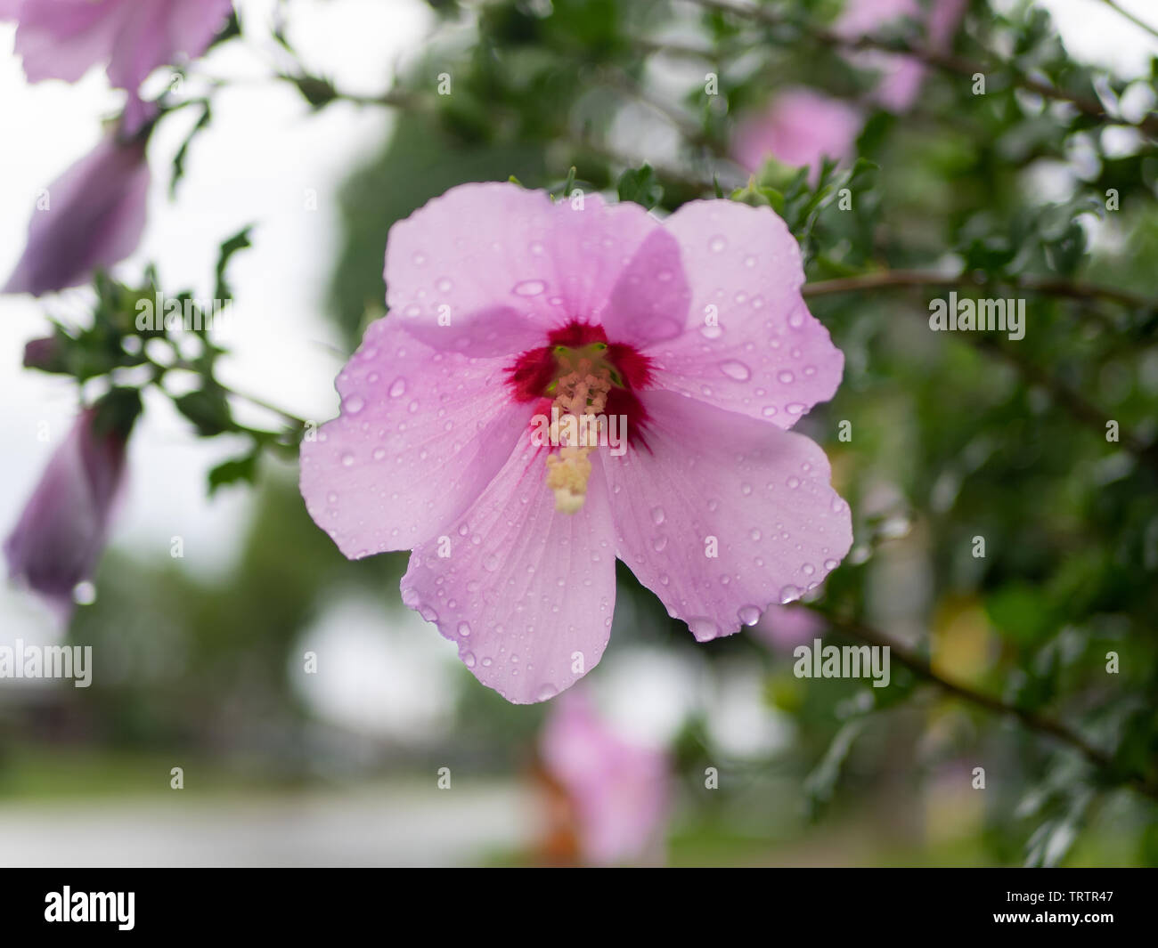 Light leaking through petals of Rose of Sharon flower fresh after morning rain, with water drops on the perfect petals Stock Photo