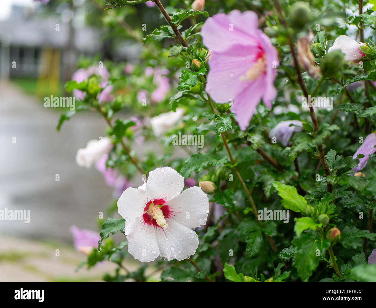 Is Rose Of Sharon Poisonous To Dogs