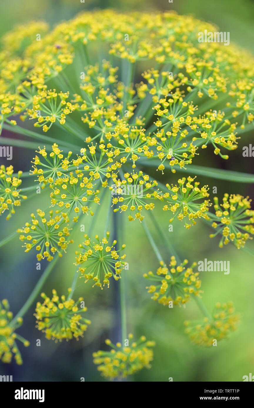 Close Blooming Dill Flowers in Garden Stock Photo Alamy