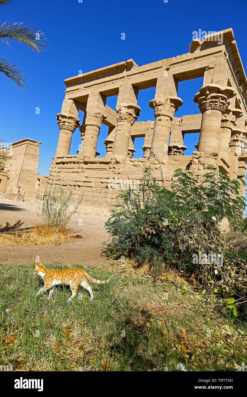 Cat at Kiosk of Trajan at the Temple of Philae, an Egyptian temple complex on Agilkia Island in the reservoir of the Aswan Low Dam, Lake Nasser, Egypt Stock Photo
