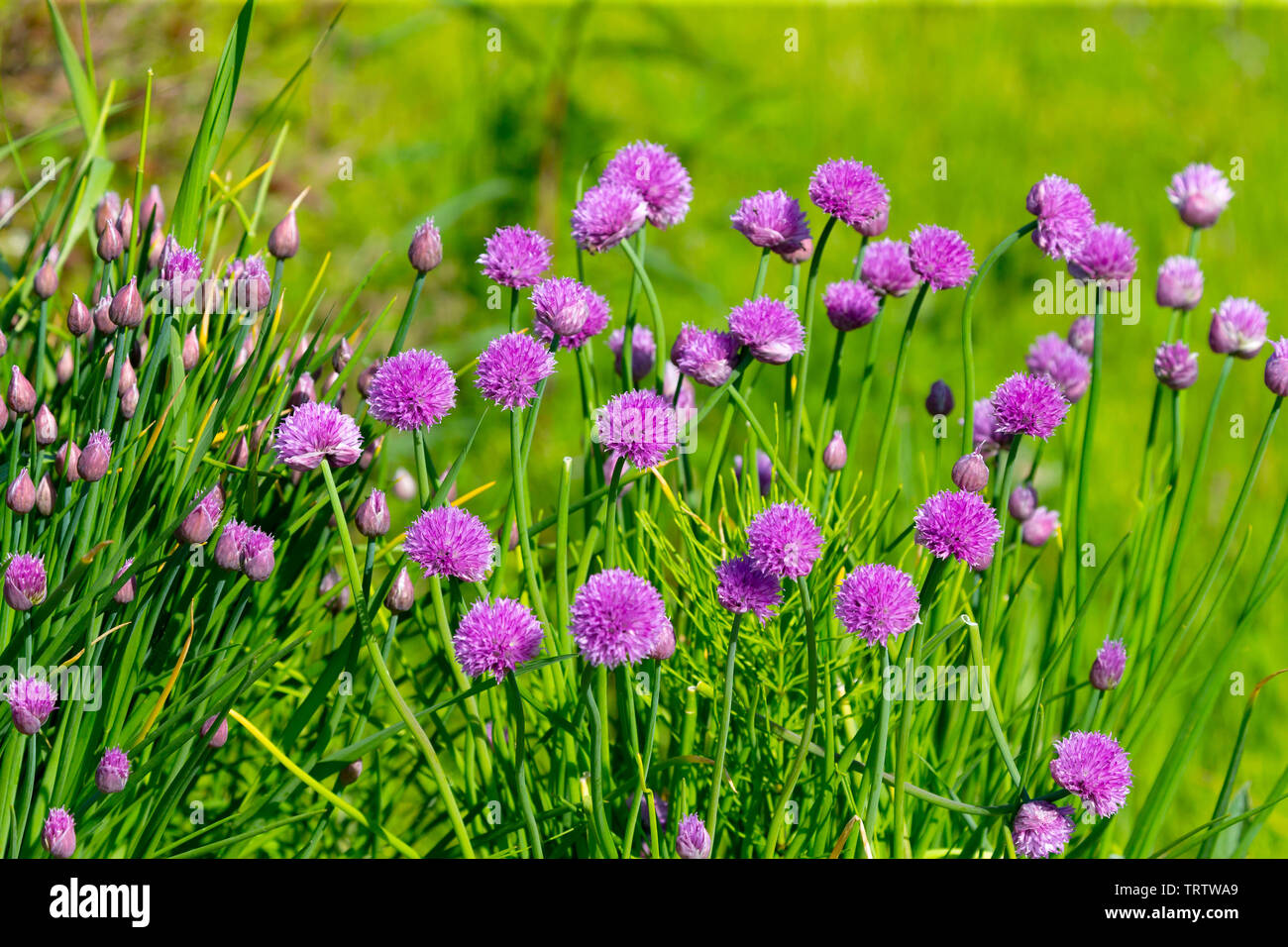 Wild Onion Allium flower flowers wildflower Stock Photo Alamy