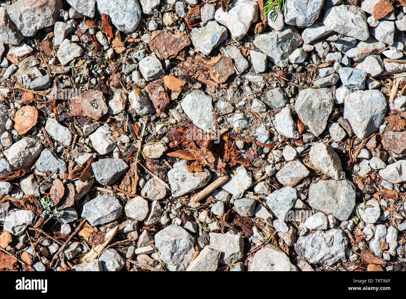 ground soil texture with tree roots and old vegetation leftovers ...