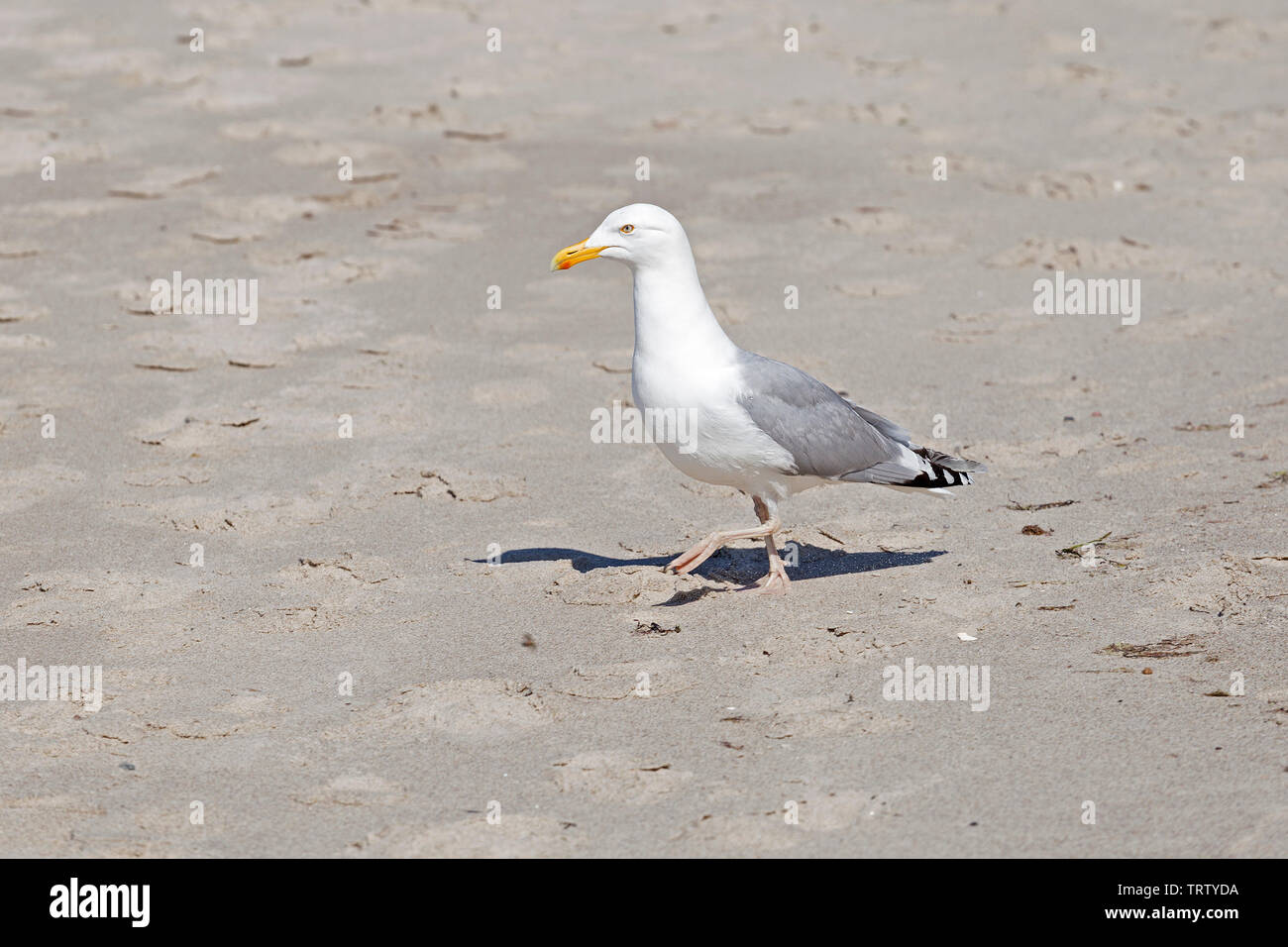herring gull (Larus argentatus) at the beach, Kuehlungsborn, Mecklenburg-West Pomerania, Germany Stock Photo
