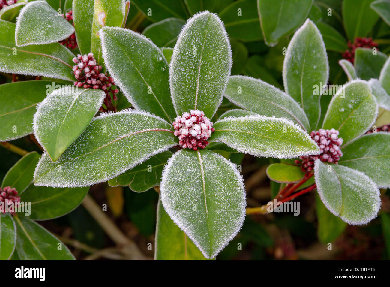 Skimmia Japonica flowering plant of the Rutaceae family covered in a heavy frost on a winter morning Stock Photo