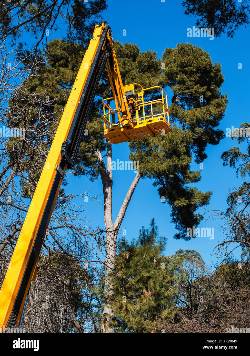 yellow  platform lift on top trees in the park to prune pine trees Stock Photo