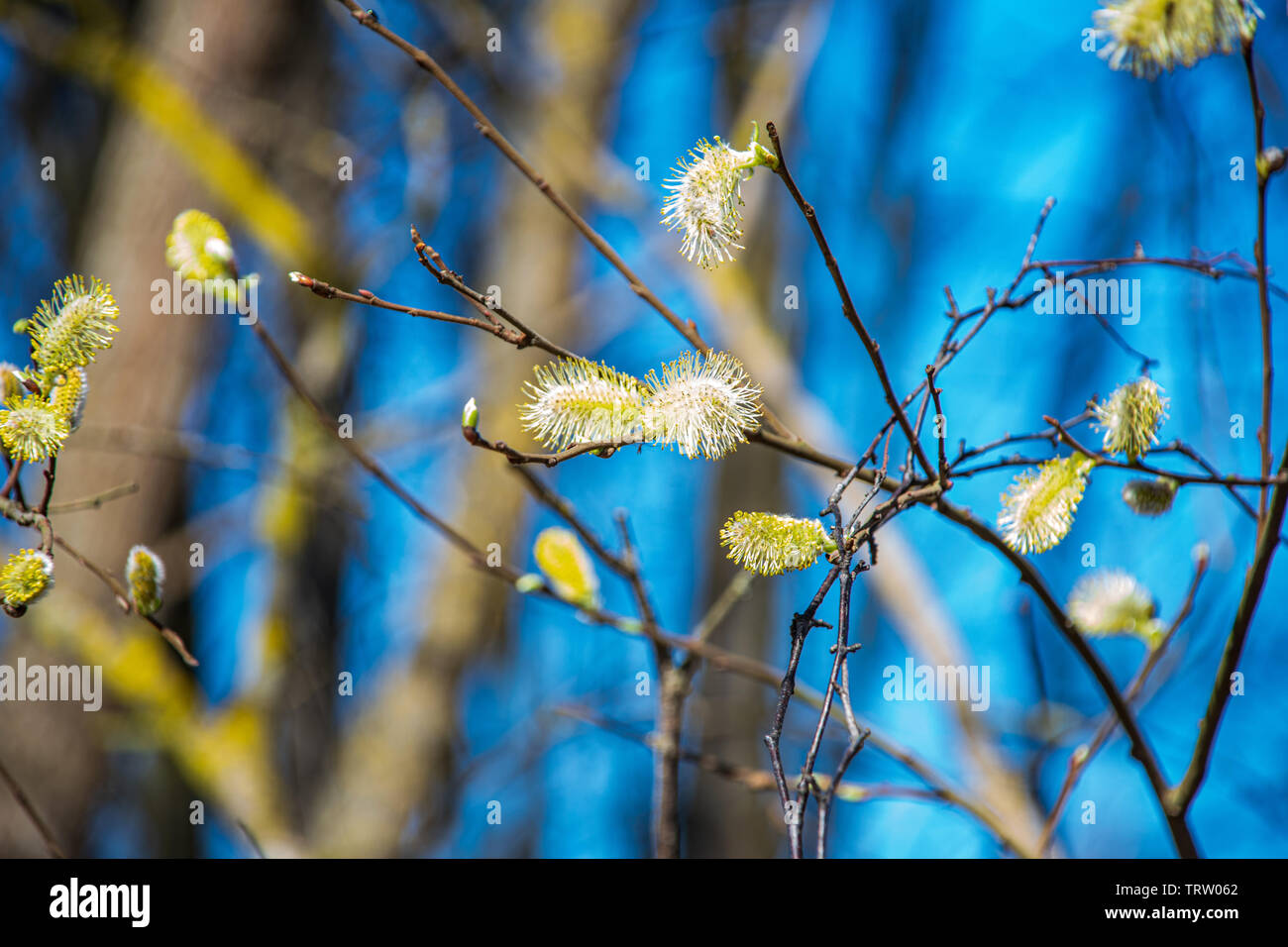 spring tree branches against blue sky in sunny day blooming Stock Photo ...