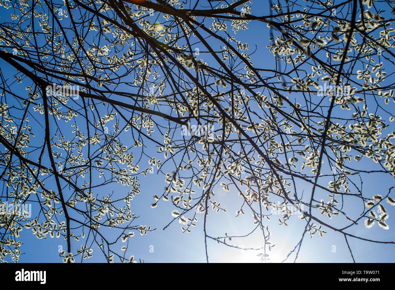 spring tree branches against blue sky in sunny day blooming Stock Photo ...