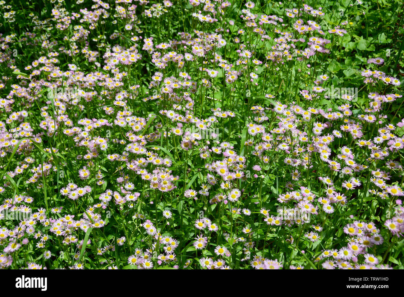 aspen fleabane, garden fleabane, showy fleabane, Erigeron speciosus, küllőrojt Stock Photo