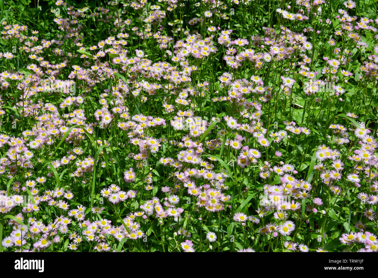 aspen fleabane, garden fleabane, showy fleabane, Erigeron speciosus, küllőrojt Stock Photo