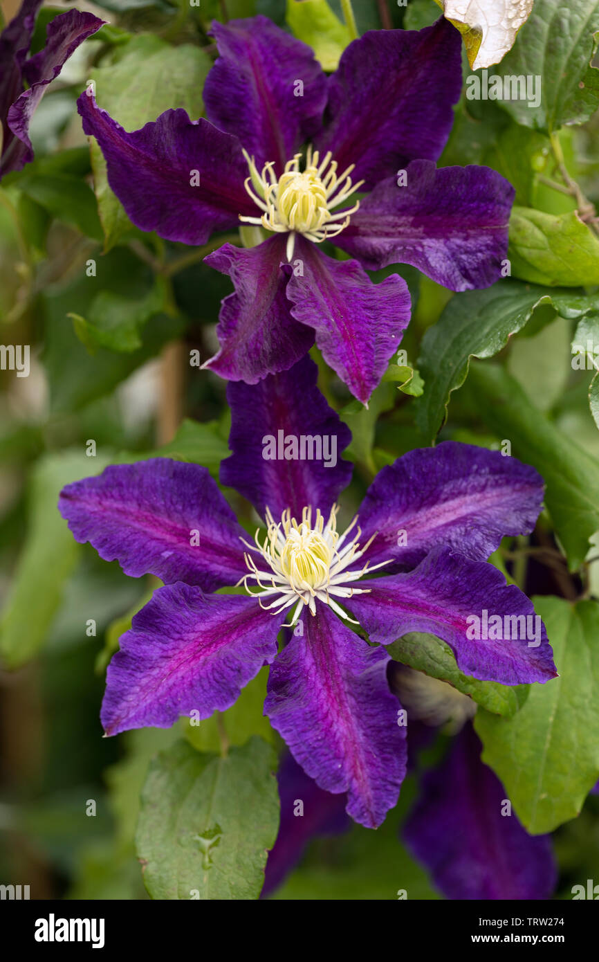 Close up of Clematis The Vagabond flowering in the UK Stock Photo