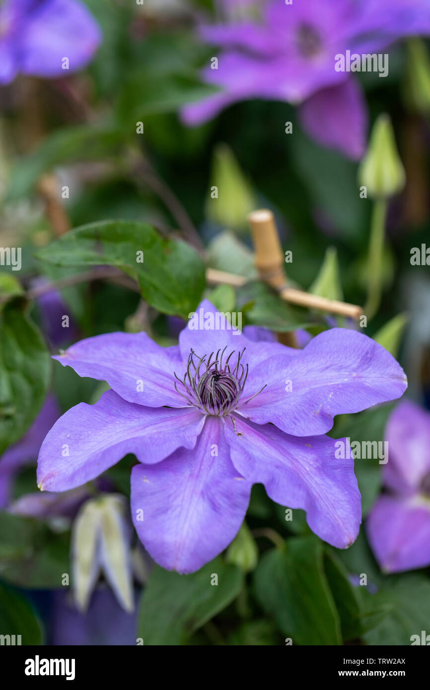 Close up of Clematis ‘Shimmer’ flowering in an English garden, UK Stock Photo