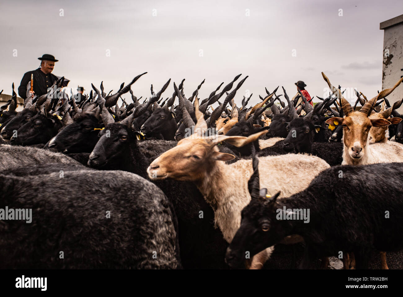 Traditional Shepherds herding 'racka' sheep in Hortobagy, Hungary Stock Photo