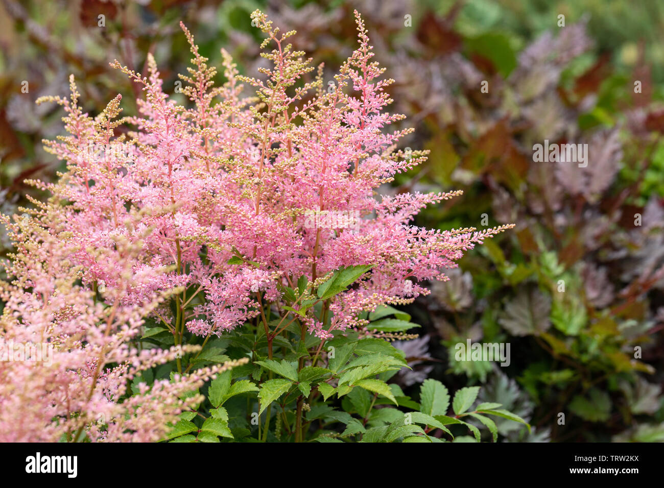Close up of pink Astilbe Younique flowering in an English garden in June, England, UK Stock Photo