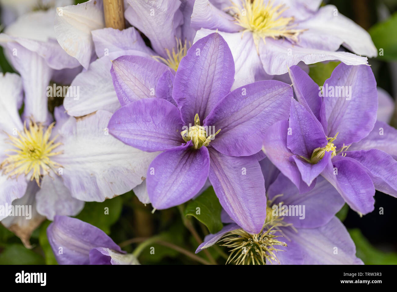 Close up of Clematis Cezane flowering in an English garden in June, England, UK Stock Photo