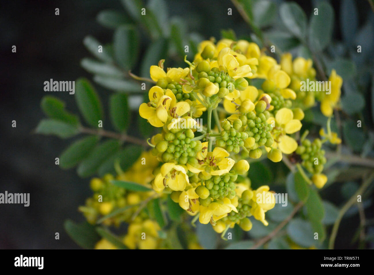 Yellow blossoms on a green branch with tiny green flower buds in between the yellow flowers Stock Photo