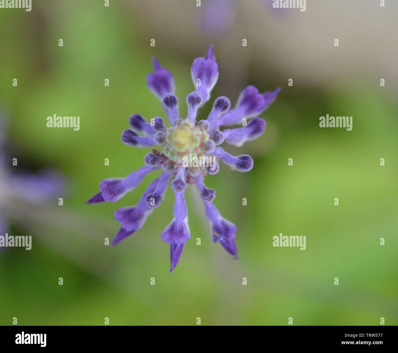 Rare purple flowers Stock Photo Alamy