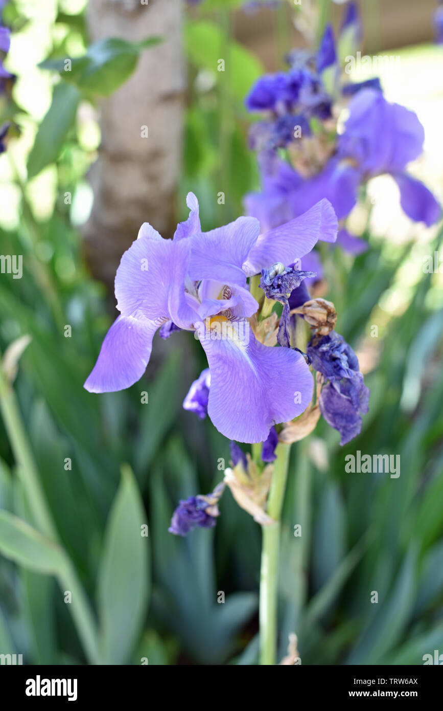 Purple Iris Stock Photo