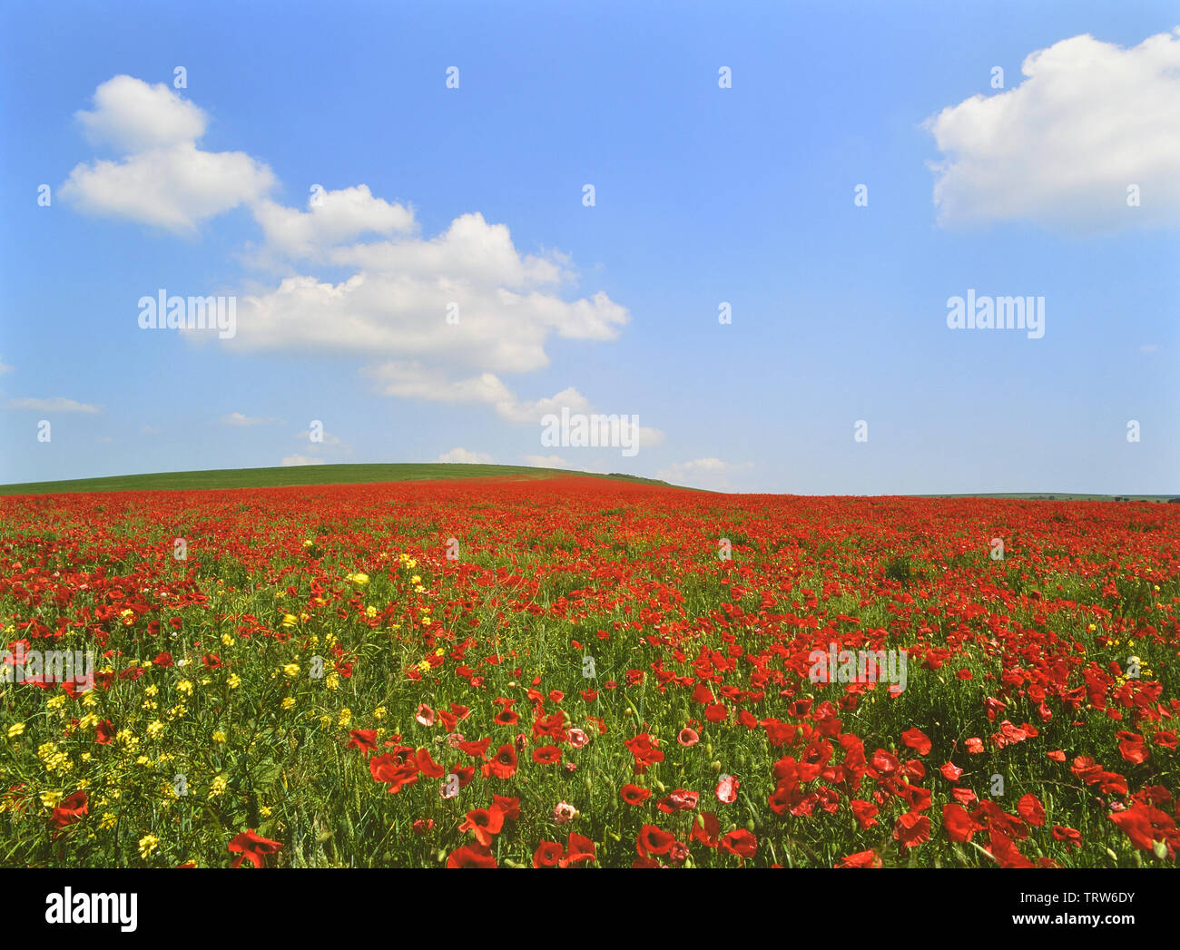 Poppy fields. South Downs National Park. East Sussex. England. UK