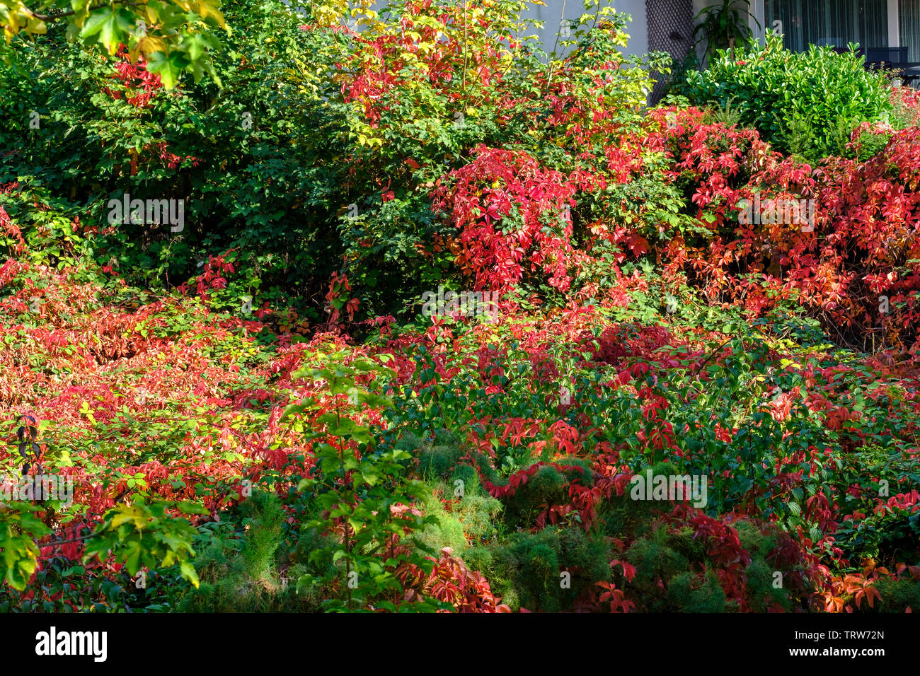 Red brambles, wild garden, autumn foliage, Alsace, France, Europe, Stock Photo