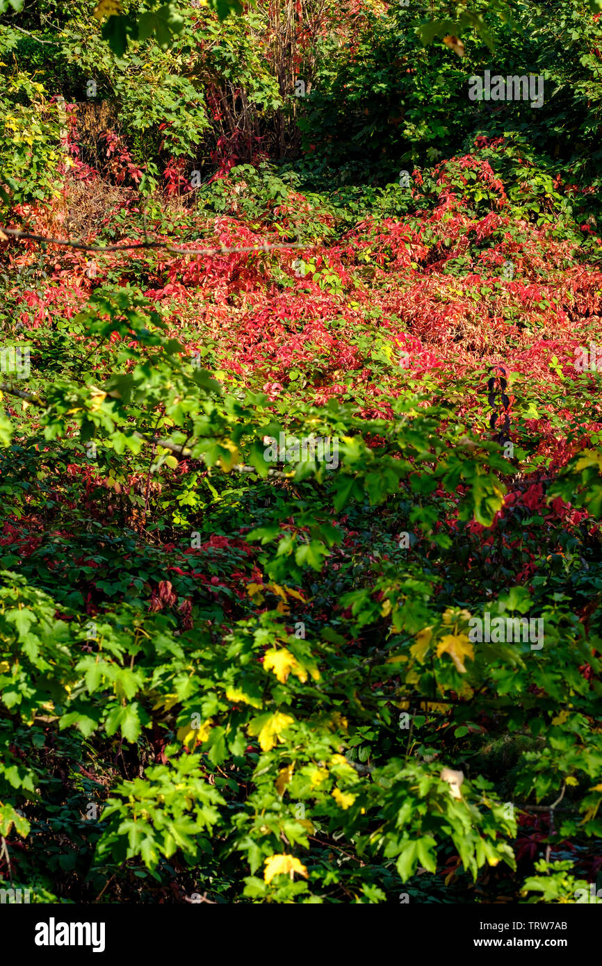 Red brambles, wild garden, autumn foliage, Alsace, France, Europe, Stock Photo