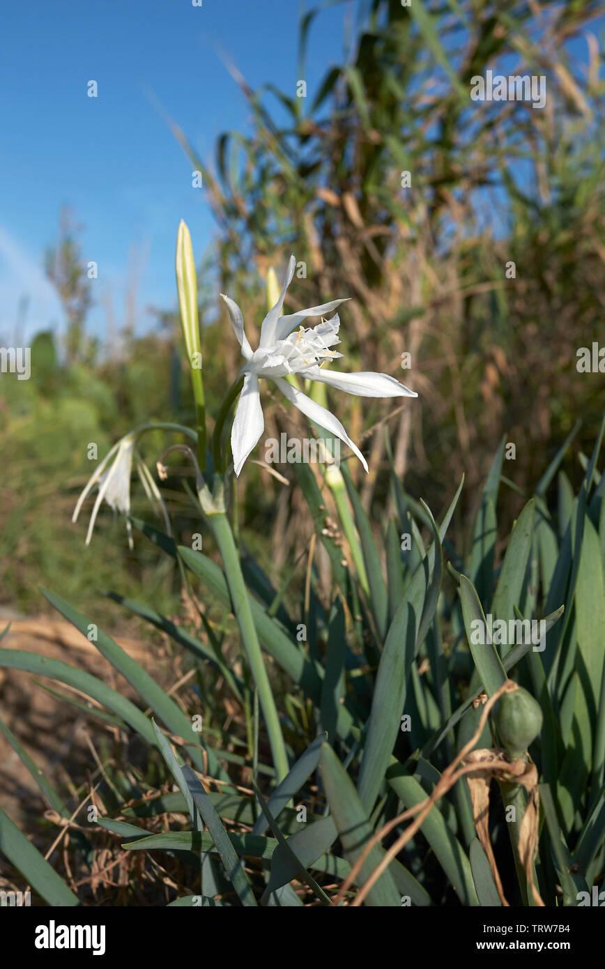 Pancratium maritimum plants in Sicily Stock Photo Alamy